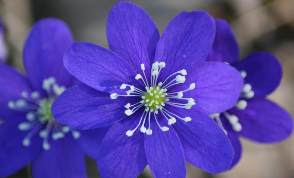 blue spring flowers Photo: Vilma Lehtonen